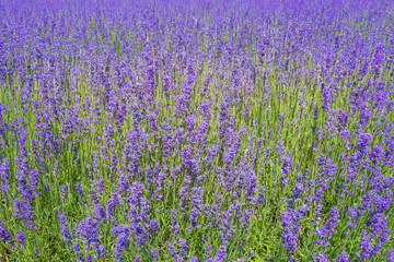Lavender farm field in Wanaka