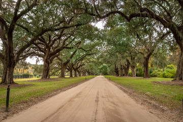 The Trail to Plantation