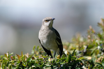 northern mockingbird