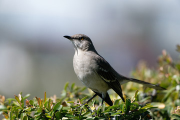 northern mockingbird