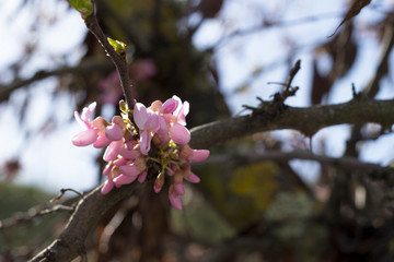 cherry blossom in spring