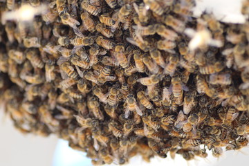 Nahaufnahme von Bienenvolk