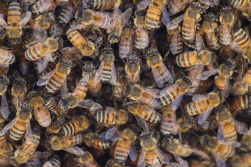 Nahaufnahme von Bienenvolk