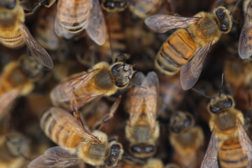 Makroaufnahme von Honigbienen