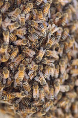 Bienenvolk in Nahaufnahme