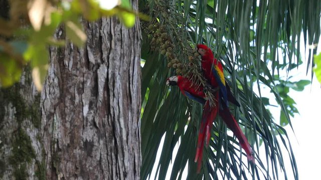 Scarlet Macaw feeding on nuts on Osa Peninsula Costa Rica