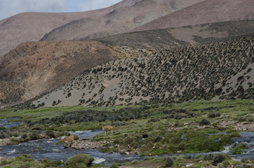 Vicunas Vicugna vicugna crossing the Lauca River.