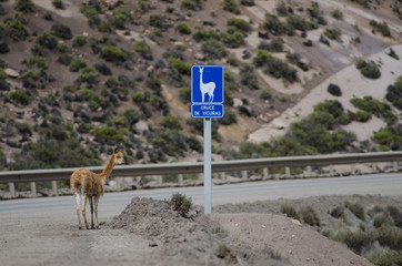 Vicuna Vicugna vicugna next to a vicunas crossing sign.
