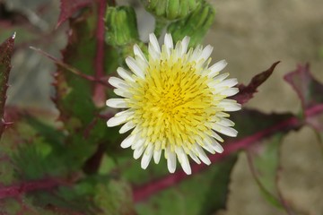 Sonchus oleraceus flower, common sowthistle in Florida nature, closeup