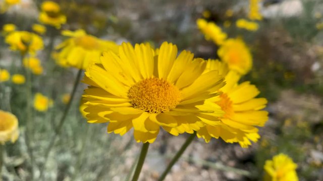 Desert Marigold Wildflower