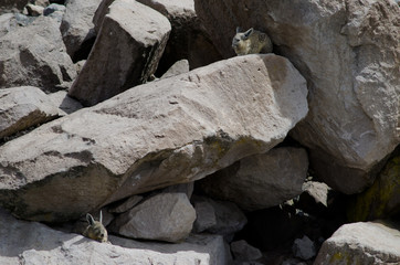 Southern viscachas Lagidium viscacia resting between rocks.