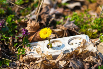 The yellow flower grew from an old outlet that was thrown into the ground in a park. Earth pollution concept, plastic recycling