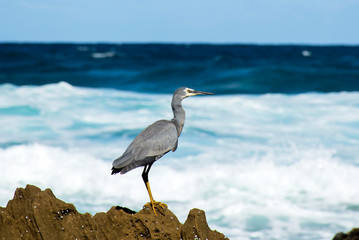 White faced heron hunting at the beach, Sydney Australia