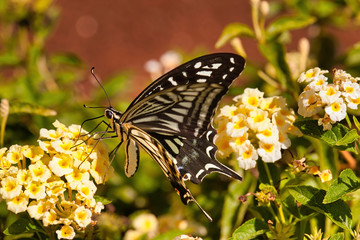 Strikingly beautiful asian swallowtail butterfly resyng on a bush.