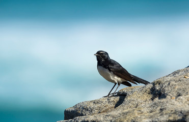 Willie wagtail at the sea, Sydney Australia