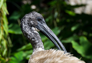 African sacred ibis