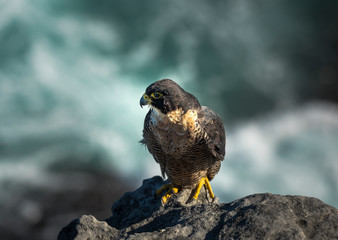Peregrine Falcon by the sea, Sydney, Australia