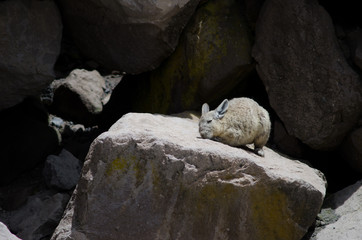 Southern viscacha Lagidium viscacia scratching and sunbathing on a rock.