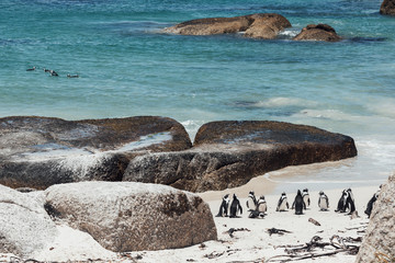 Penguins in builders beach, Cape Town