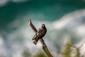 Common starling bird by the sea, Sydney Australia