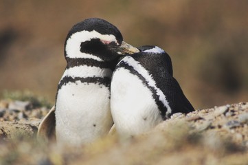 Fototapeta premium penguin