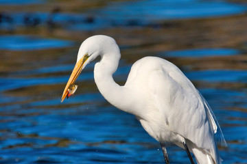 Great white egret hunting along the kelp beds.