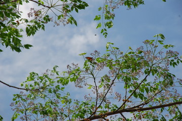 milkweed monarch floral