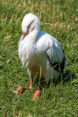 White stork (Weißstorch, Ciconia ciconia, Klapperstorch)