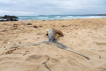Dead swordfish on the beach, Australia