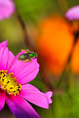 Colorful irradescent swaet bee resing on a bright purple flower.