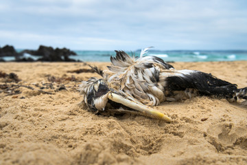Dead albatross on the beach, Australia
