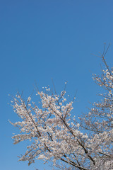 風景　日本　背景