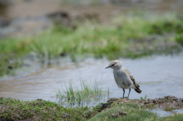 Puna ground tyrant Muscisaxicola juninensis in a meadow.