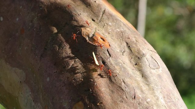 Leaf Cutter Ants in Central Valley Costa Rica