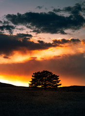 Lone tree against fantastic sunset clouds