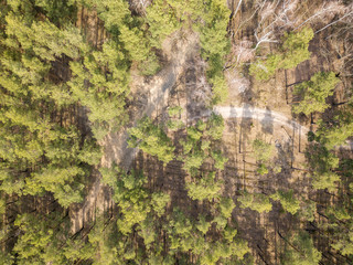 Coniferous pine forest in early spring. Aerial drone view.
