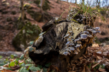 beautiful mushrooms on a fallen tree log