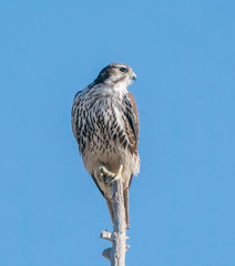Prairie Falcon on Prey Watch