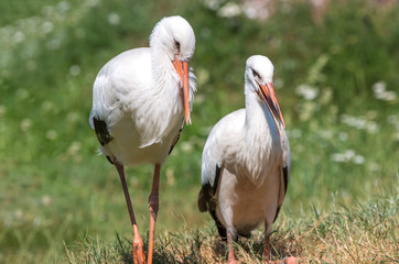 White stork (Weißstorch, Ciconia ciconia, Klapperstorch)