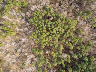 Coniferous pine forest in early spring. Aerial drone view.