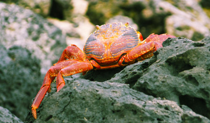 Crab on the rocks that inhabits the galapagos islands