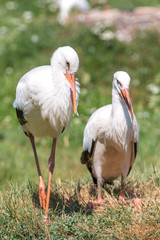White stork (Weißstorch, Ciconia ciconia, Klapperstorch)