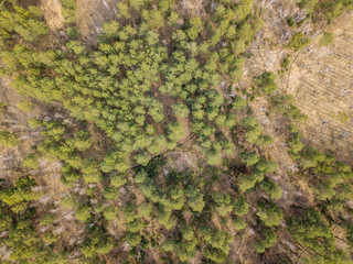 Coniferous pine forest in early spring. Aerial drone view.
