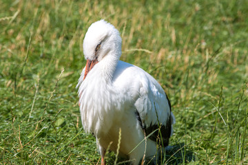 White stork (Weißstorch, Ciconia ciconia, Klapperstorch)