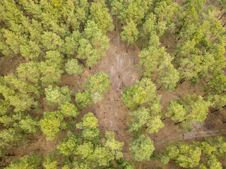 Coniferous pine forest in early spring. Aerial drone view.