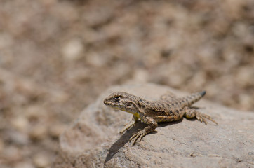 Iguanian lizard Liolaemus sp. in Lauca National Park.
