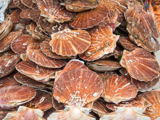Many scallop shells