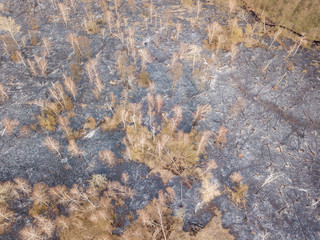 Forest after the fire. Aerial drone view.