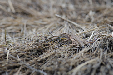 Iguanian lizard Liolaemus sp. in Lauca National Park.