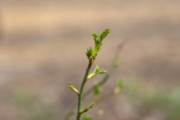 Young green leaves on a branch.
